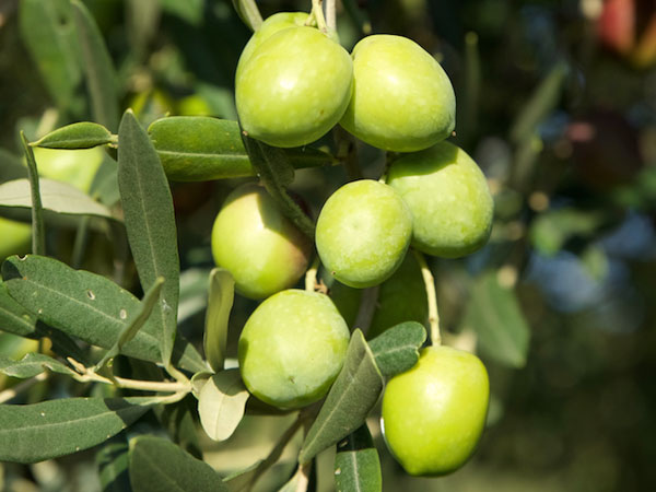 Oliva Biancolilla — Tenute Navarra