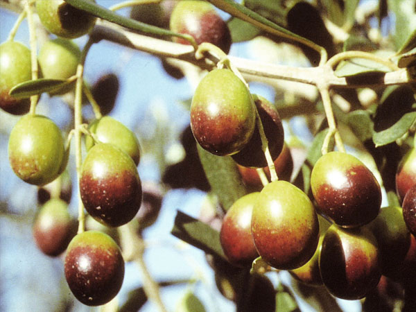 Oliva Frantoio — Tenute Navarra