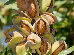 Mandorla Ferragnes — Tenute Navarra