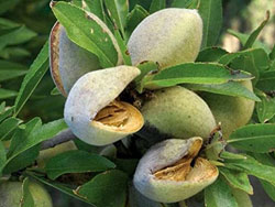 Mandorla Genco — Tenute Navarra