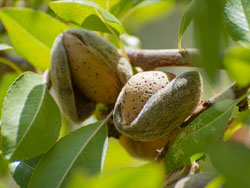 Mandorla Vairo — Tenute Navarra