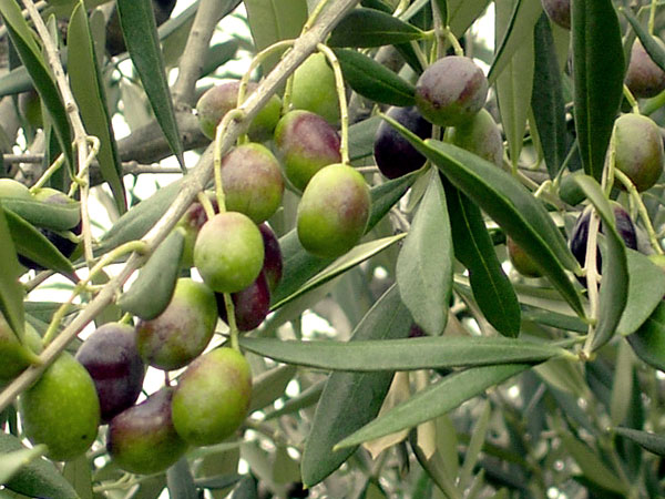 Oliva Moresca — Tenute Navarra