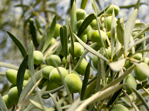 Oliva Nocellara Etnea — Tenute Navarra