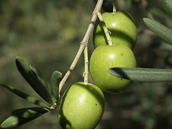 Oliva Tonda Iblea — Tenute Navarra